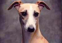 Delta